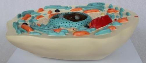 浙江医学模型展